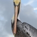 pelican_brown_can_v_0200_mex0210.jpg